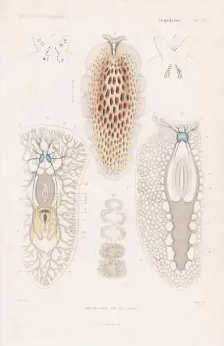 Zoophytes. Pl. 37. - Organisation des Planaires - Planarien Plattwürmer Strudelwürmer Wurm Würmer worms Zoo