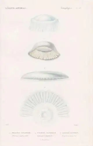 Zoophytes. Pl. 43. - 1. Phorcynie Istiophore (Phoreynia Istiophora) 2. .... - Quallen jellyfish Zoophyten / Zo