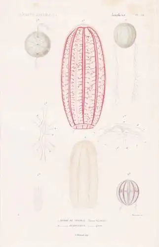 Zoophytes. Pl. 56. - 1. Beroe de Froskal (Beroe Forskalii) 2. ...... - Quallen jellyfish Zoophyten / Zoologie
