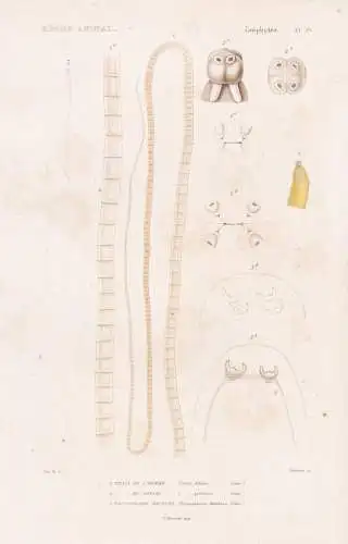 Zoophytes. Pl. 39. - 1. Taenia solium (Taenia solium) 2. ...... - Schweinebandwurm Bandwurm Wurm Würmer worms
