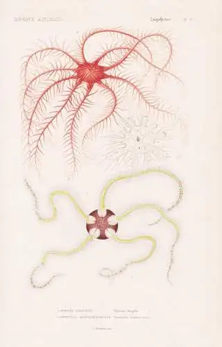 Zoophytes. Pl. 4. - Ophiure cassante (Ophiura fragilis) 2. ..... - Schlangensterne Seesterne starfish Zoophyte