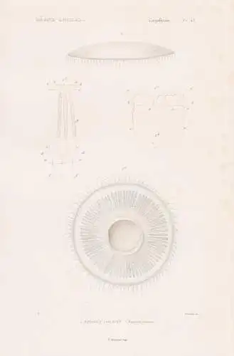 Zoophytes. Pl. 42. - 1. Equoree violacee (Aequorea violacea) - Quallen jellyfish Zoophyten / Zoologie zoology