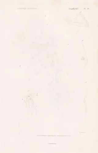 Zoophytes. Pl. 59. - 1. Stephanomie Tortillee (Stephanomia contorta) - Quallen jellyfish Zoophyten / Zoologie