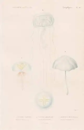Zoophytes. Pl. 52. - 1. Lymnoree Triedre (Lymnorea Triedra) 2. ...... - Quallen jellyfish Zoophyten / Zoologie