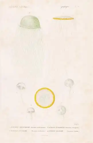 Zoophytes. Pl. 53. - 1. Berenice carisochrome (Berenix carisochroma) 2. ...... - Quallen jellyfish Zoophyten /
