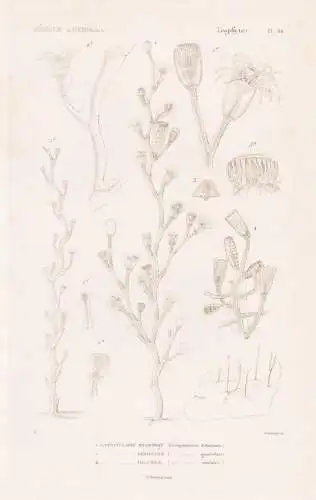 Zoophytes. Pl. 66. - 1. Campanulaire dichotome (Campanularia dichotoma) 2. ....... - Seeanemonen Sea anemones