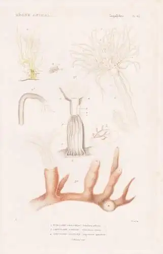 Zoophytes. Pl. 65. - 1. Tubulaire Chalumeau (Tubularia indivisa) 3. ....... - Röhrenpolyp Seeanemonen Sea ane