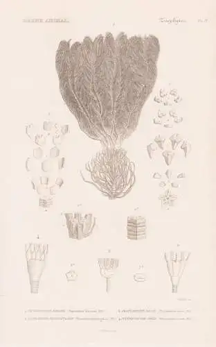 Zoophytes. Pl. 7. - 1. Pentacrinite Briare (Pentacrinus briareus) 2. ...... - Seelilien crinoids Haarsterne Zo