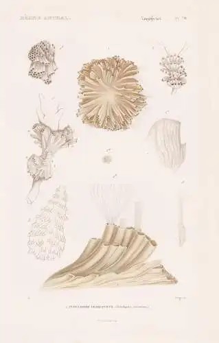 Zoophytes. Pl. 70. - 1. Tubulipore verruqueux (Tubulipora verrucosa) - Seeanemonen Sea anemones Anemone Korall