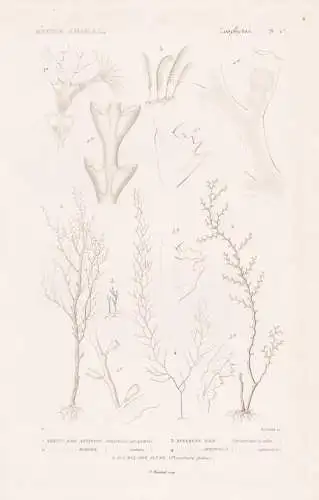 Zoophytes. Pl. 67. - 1. Sertulaire antipate (Sertularia antipathes) 2. ....... - Seeanemonen Sea anemones Anem