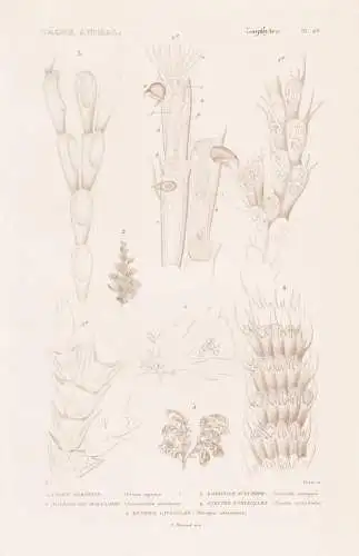 Zoophytes. Pl. 69. - 1. Crisie Rampante (Crisia reptans) 2. ....... - Seeanemonen Sea anemones Anemone Koralle