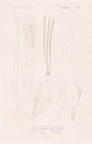 Zoophytes. Pl. 68. - 1. Antennulaire rameuse (Antennularia ramosa) 2. ....... - Seeanemonen Sea anemones Anemo
