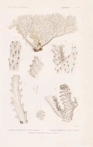 Zoophytes. Pl. 71. - 1. Hornere Frondiculee (Hornera frondiculata)2. ..... - Seeanemonen Sea anemones Anemone