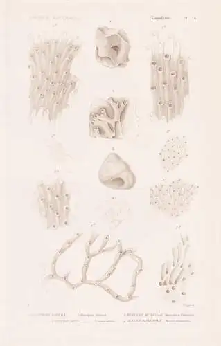 Zoophytes. Pl. 72. - 1. Diastopore Foliace (Diastopora foliacea) 2. ..... - Seeanemonen Sea anemones Anemone K