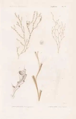 Zoophytes. Pl. 73. - 1. Crisie geniculee (Crisia geniculata) 2. ..... - Seeanemonen Sea anemones Anemone Koral
