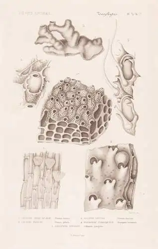 Zoophytes. Pl. 75. 76. 77. - 1. Flustre Toile de Mer (Flustra telacca) 2. ..... - Korallen corail corals Zooph