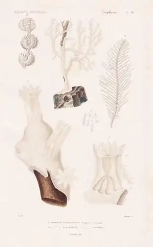 Zoophytes. Pl. 79. - 1. Gorgone verruqueuse (Gorgonia verrucosa) 2. ..... - Korallen corail corals Zoophyten /