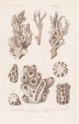Zoophytes. Pl. 81. - 1. Madrepore verruqueux (Madropora verrucosa) 2. ..... - Korallen corail corals Zoophyten