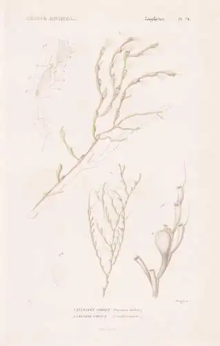 Zoophytes. Pl. 74. - 1. Eucratee Cornet (Eucratea chelata) 2. ..... - Seeanemonen Sea anemones Anemone Koralle