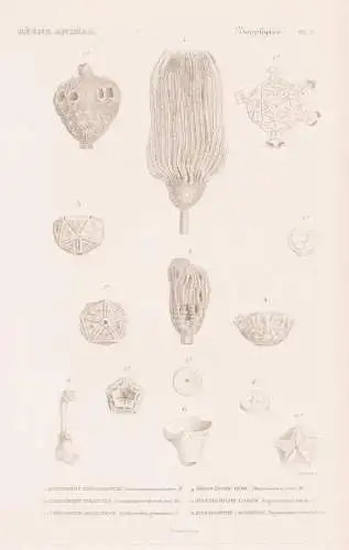 Zoophytes. Pl. 8. - 1. Actinocrinite triacondactyle (Actinocrinites triacondactylus) 2. ...... - Seelilien cri
