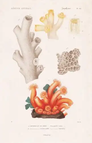 Zoophytes. Pl. 83. - 1. Caryophyllie en arbre (Caryophyllia ramea) 2. ..... - Korallen corail corals Zoophyten