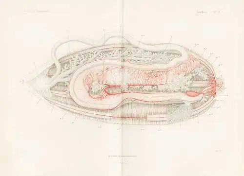 Zoophytes. Pl. 18. - Anatomie des Holothuries - anatomy Holothurien Seegurke sea cucumber (Regne animal)