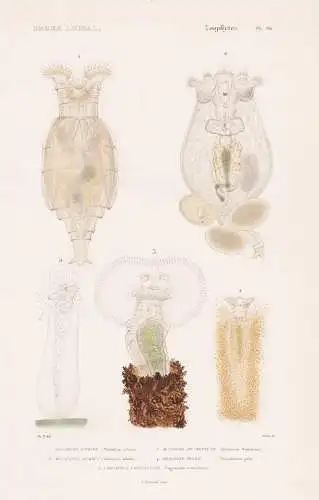 Zoophytes. Pl. 96. - 1.  Philodine citrine (Philodina citrina) 2. ..... - Rädertierchen Korallen corail coral