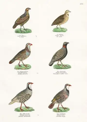 Der Tocro - Die Wachtel - Das Klipphuhn - Der Francolin - Das Felsenhuhn - Das Rothhuhn - quail Huhn Hahn Hüh