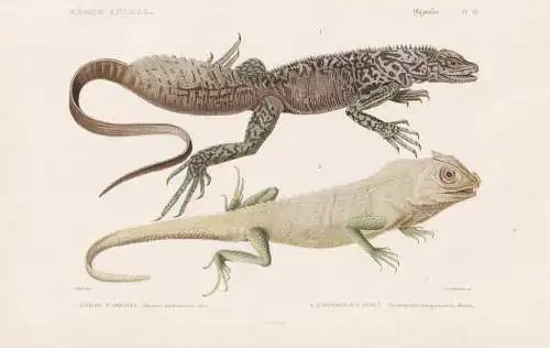 Reptiles. Pl. 15. - 1. Istiure d'Amboine (Istiurus amboinensis) 2. Lyriocephale Perle (Lyriocephalus margarita
