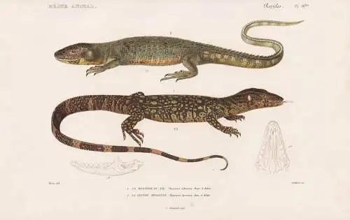 Reptiles. Pl. 10 bis. - 1. Le Monitor du Nil (Varanus niloticus) 2. La grande Dragonne (Thorictes Dracoena) -