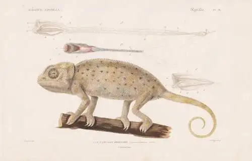 Reptiles. Pl. 21. - 1. Le Cameleon Ordinaire (Lacerte Africana) - Chamäleons Cameleon Chamaeleo africanus Afr