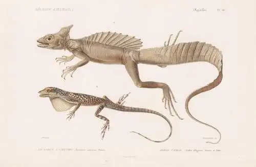 Reptiles. Pl. 18. - 1. Le Basilic a Capuchon (Basilicus mitratus) Anolis Caiman (Anolis alligator) - Stirnlapp