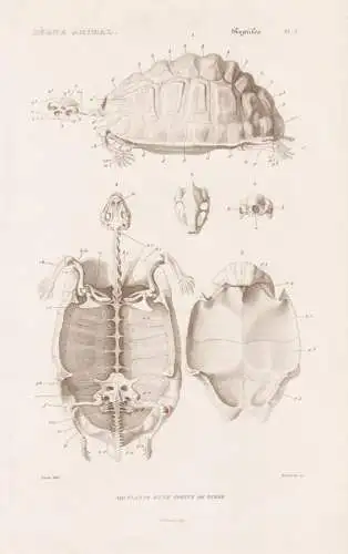 Reptiles. Pl. 1. - Squelette d'une Tortue de Terre - Skelett skeleton Landschildkröte Anatomie anatomy Schild