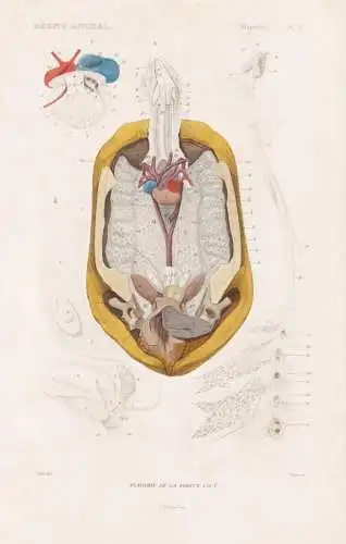 Reptiles. Pl. 2. - Anatomie de la Tortue coui - anatomy Innereien Testudo radiata Strahlenschildkröten Madaga
