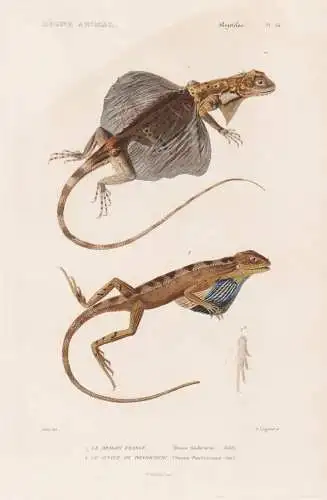 Reptiles. Pl. 16. - 1. Le Dragon Frange (Draco fimbriatus) 2. Le Sitane de Pondichery (Sitana Ponticeriana) -