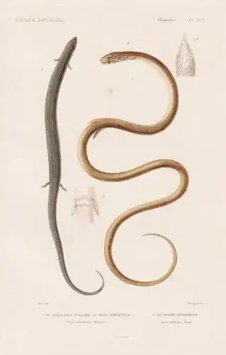 Reptiles. Pl. 22 bis. - 1. Le Tricactyle vulgaire ou Seps Tridactyle (Seps Chalcidicus) 2. Le Bipede Lepidopod