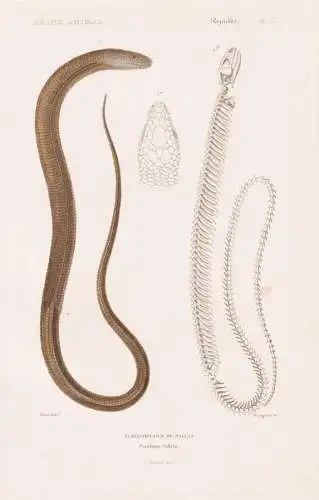 Reptiles. Pl. 23. - Scheltopusick de Pallas (Pseudopus Pallasii) - Schleiche Scheltopusik Panzerschleiche Blin