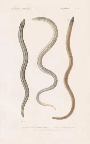 Reptiles. Pl. 24. - 1. Ophisaure Ventrail (Ophisaurus ventrailis) 2. Orvet Fragile (Anguis fragilis) 3. Aconti