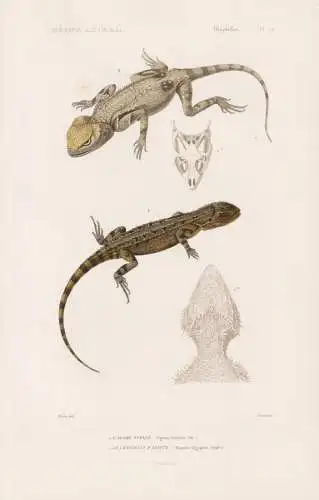 Reptiles. Pl. 14. - 1. L'Agame Ocelle (Agama barbata) 2. Le Changeant d'Egypte (Trapelus Egyptius) - Ägypten