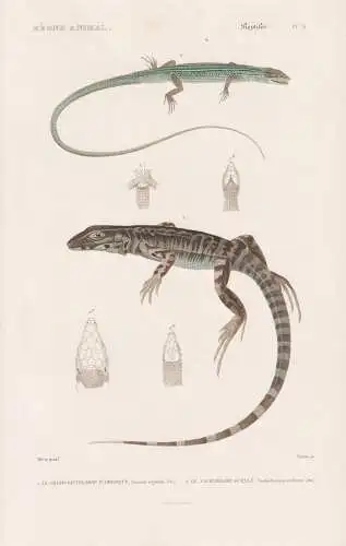 Reptiles. Pl. 11. - 1. Le grand Sauvegarde d'Amerique (Lacerta teguixin) 2. Le Tachydrome Ocelle (Tachydromus