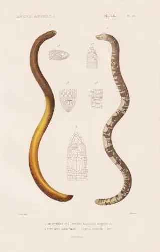 Reptiles. Pl. 25. - 1. Amphisbene Fuligineux (Amphisbaena fuliginosa) 2. Typhlops Lombrical (Typhlops lumbrica