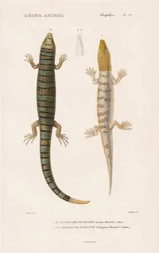 Reptiles. Pl. 22. - 1. Le Scinque des Pharmacies (Scincus officinalis) 2. Le Diploglosse d'Houttuyn (Diploglos