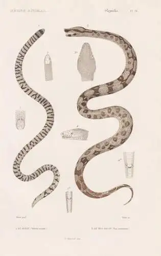 Reptiles. Pl. 26. - 1. Le Ruban (Tortrix seytale) 3. Le Boa devin (Boa constrictor) - Boa Abgottschlange Viper