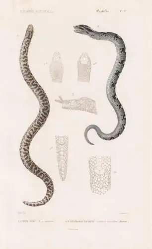 Reptiles. Pl. 27. - 1. L'Erix Turc (Erix turcicus) 2. L'Heterodon Tachete (Coluber Heterodon) - Eryx turcicus