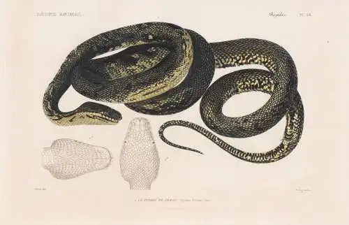 Reptiles. Pl. 28. - 1. Le Python de Peron (Python Peronii) - Pythons Vipern Ottern Nattern Schlangen snakes /