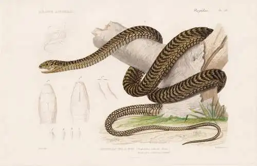 Reptiles. Pl. 29. - 1. Dispholide Delalande (Dispholidus lanlandii) - (Dendrophis Colubrina) - Afrika Africa B