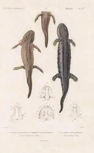 Reptiles. Pl. 41 bis. - 1. La grande Salamandre de l'Amerique Septentrionale (Menopoma alleghanicusis) 2. L'Ax