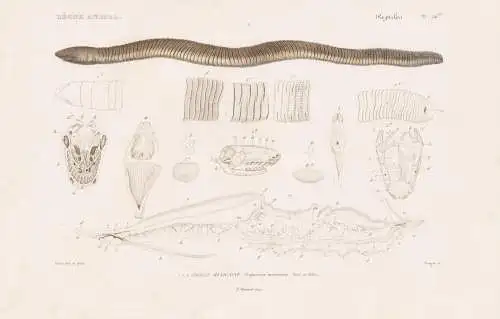 Reptiles. Pl. 36 ter. - 1. La Cecilie Mexicaine (Siphonops mexicanus) - Gymnophiona Schleiche Mexico Mexiko Sc