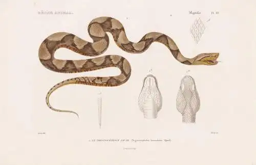 Reptiles. Pl. 33. - 1. Le Trigonocephale Jaune (Trigonocephalus lanceolatus) - Vipern Ottern Nattern Schlangen
