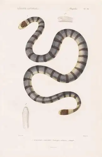 Reptiles. Pl. 36. - 1. Hydrophis colubrin (Hydrophis colubrina) - Seeschlange Schleiche Nattern Schlangen snak